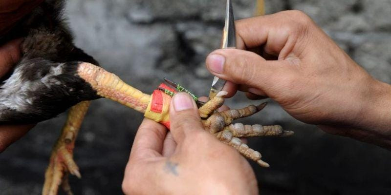 Đá gà cựa dao - Hình thức chọi kê chuyên nghiệp